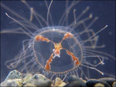 Дальневосточная ядовитая медуза